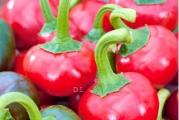 Na dnu ove stranice mozete pogledati ostale moje oglase.Kupovinom od jednog prodavca stedite na postarini...

Papricica 'okrugla' (Capsicum annuum) spada u sorte namijenjene uzgoju u loncima ili balkonskim kutijama. Njegovi okrugli plodovi koji podsećaju na kuglice od 2 cm su veoma vreli i imaju visoku ukrasnu vrednost. Oni se zelenkasto-bijeli kada se razvijaju, postepeno mijenjaju boju u žutu, kroz narančastu, do karmin-crvene kada potpuno sazrijevaju. Sjajna, glatka kora voća pokriva kompaktno, veoma vrelo meso koje papričke usjeve čini idealnom dopunom vrućim sosovima, juhama i drugim toplim jelima. Ove plodove možete zamrznuti i sačuvati.

Setva : S proleća od februara do kraja aprila Na dubini od 1-1.5 cm. Ukoliko se uzgaja u stakleniku ili u zatvorenom pored osvetljenog prozora u saksiji,tokom cele godine...

Direktna setva od Maja meseca na otvoreno,dubina 2 cm..Razmak između biljaka: 25 - 40 cm

Za uspesno klijanje potrebna je temperatura 25-30 stepeni, A nocna temperatura ne ispod 10 stepeni...


Prodaje se 10 semena