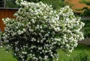 Snezna grudva je listopadni grm koji raste do 5m visine, koji cveta krajem proleca belim cvetovima velicine do 10cm.
Pogodno za dekoraciju dvorista ili vrta.