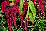 Amaranthus ili Amaranth je kosmopolitski rod biljaka koji broji oko 60 vrsta.Bastenska biljka koja je interesantna zbog neobicnih listova i cvetova raznih boja i oblika.Takodje uspeva i moze da se drzi kao saksijska biljka.Semenke se seju na dubini od par milimetara na temeperaturi od 15-20 stepeni proklijaju za 5-10 dana.Takodje mogu da se seju i napolju posle zadnjeg mraza. Paketic sadrzi 100 semenki. 