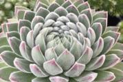 	Čuvarkuća (lat. Sempervivum tectorum) je višegodišnja biljka iz istoimenog roda (Sempervivum). Visoka je od 10 do 30 cm, listovi su rozetasti, crepasti i pri vrhu crveni. Na vrhu stabljike su zvezdasti cvetovi crvene boje, kod nekih podvrsta i crveno-ljubičaste ili žute.

Čuvarkuća raste na stenama, zidovima, krovovima i lako se održava. Postoji verovanje da čuva od groma, bolesti i veštica.

Čuvarkuća sadrži tanin, sluz, smolu, kalcijum malat, masno ulje, mravlju i jabučku kiselinu.

Narodna imena čuvarkuće su još i pazikuća, vazdaživa, divlje smilje, žednjak.
Cena za sadnicu u saksiji fi9cm. 