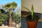 Washingtonia robusta je poreklom iz pustinjsko-planinskih kanjona Sonora i Baja Maksika ali je jako zastupljena na Floridi i Kaliforniji.Dostize visinu od 30m i precnik stabla od 25-30cm.Washingtonia robusta preferira bogatu dobro propusnu zemlju ali moze da prezivi i u losijim uslovima kao sto je pesak.Otporna je na susne periode ali mnogo bolje napreduje uz adekvatno zalivanje.Voli suncana mesta podnosi temperature do -9 C sa vidljivim ostecenjima.Sadnica je dobijena iz semena i odgajana u kontinentalnim uslovima. 