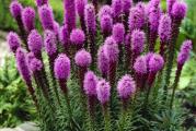 Liatris spicata potiče iz Severne Amerike i pripada porodici Asteraceae.Ima uspravno stablo, sa gustim vlaknastim listovima. Zbog njihovog vertikalnog izgleda Liatrisi zauzimaju minimalni prostor u bašti.Naraste 60-80 cm.
Cveta od juna-jula do avgusta.

Cena je za 20 semenki
