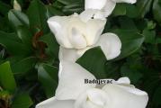 Zimzelena magnolija sa veoma lepim i krupnim mirisnim cvetovima bele boje. Cvetovi su precnika 20cm. Uz sadnicu dobijate detaljno uputstvo za gajenje i presadjivanje.