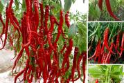 Kobra mora da je jedan od najdužih čilija! Veoma produktivna ljuta paprika, koja daje neobično duge, srednje ljute čili paprike do 20-30 cm (8-12') u dužinu. Mogu se iseckati i koristiti sveže, kuvane ili sušene i koristiti za začin.

Setva: Sejati od sredine februara do sredine juna
Temperatura, vlaga i cirkulacija vazduha igraju ulogu u uzgoju biljaka iz semena. Premalo toplote, previše vlage i nedostatak cirkulacije vazduha će uzrokovati loše rezultate. Nemojte koristiti tresetne saksije, čepove ili zemlju za saksije jer zemlja postaje suviše suva ili previše vlažna, što može dovesti do niske klijavosti, bolesti i gljivica.
Napunite male ćelije ili posude dobrim sterilnim kompostom za seme i posejte seme na površinu. „Samo pokrijte“ finim prskanjem (3 mm) zemlje ili vermikulita.
Održavajte kompost vlažnim - ne dozvolite da se vrh komposta osuši (čest uzrok neuspešnog klijanja) Ako želite, poprskajte površinu razblaženim fungicidom na bazi bakra.
Pokrijte lonac ili poslužavnik plastičnom folijom ili stavite u zagrejani propagator, prozor okrenut prema jugu ili topli staklenik.
Idealna temperatura je oko 18 do 20°C (65 do 72°F)

presađivanje:
Kada sadnice daju svoj prvi par pravih listova, mogu se saditi u pojedinačne saksije od 7 do 10 cm (3 do 4 inča). Koristite kvalitetan kompost za saksije i umešajte neko organsko đubrivo sa sporim oslobađanjem. Stavite čili ponovo pre nego što postane vezan za koren.
Redovno zalivajte sadnice, ali ne dozvolite da budu preplavljene jer to podstiče truljenje. Ne dozvolite da se osuše jer se u ovoj fazi retko oporavljaju. Zalijevajte tlo, a ne lišće. Kada se biljke postave, bolje je zalivati obilno i retko, dozvoliti da se gornji centimetar ili tako nešto osuši između zalivanja.

Sadnice treba gajiti na dobrom osvetljenju, ali ne izlagati direktnom suncu od kasnog proleća do rane jeseni. 