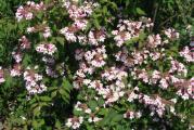 Krajnja visina: 1.5-2.5m
Cvetovi: ružičasti, cvetaju u proleće i leto
Sadnja: na sunčano ili polusenovito mesto