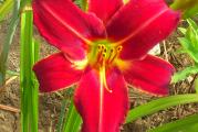 Botanički naziv: Hemerocallis 

Isporučuje se kao: 1 sadnica

Opis: Ima intenzivno crvene cvetove na čvrstim stabljikama. Lako osvaja prostore i za nekoliko godina se proširi dovoljno da se može čak i deliti. Zovu ga dnevnim ljiljanom jer mu cvet traje obično jedan dan - kod nekih vrsta i dva, ali je to zanemarljivo jer odrasle biljke stvaraju mnoštvo pupoljaka i cvetova iz dana u dan.

Stanište: sunčano ili polusenovito

Visina u punoj vegetaciji: 40-50cm

Vreme cvetanja: od juna do septembra

Životni vek: višegodišnja biljka