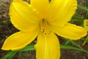 1 sadnica
Niz tamno žutih, zvezdastih, krupnih cvetova,prečnika preko 15cm. Cveta od juna do kraja leta. Visina 75cm.