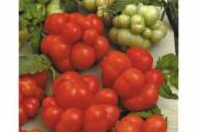 Stara sorta paradajza, jedna od najukusnijih!!!Nije GMO, ni hibrid.10 svezih semenki u pakovanju.Organsko seme!*Uz semenke dobijate i uputstvo za sejanje + poklon semenke iznenadjenja*
