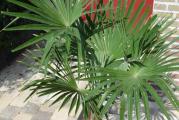 Poreklom iz Kine i Japana.Jedna od najotpornijih palmi.Palma koja podnosi temperature od -15C do -20C za starije biljke!!!Veoma otporna palma koja podnosi senku i dosta brzo napreduje.10 semenki u pakovanju.*Uz semenke dobijate i uputstvo za sejanje + poklon semenke iznenadjenja*