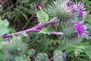 Veliki cicak -  Arctium lappa , lekovita biljka seme na prodaju. 10 semenki u pakovanju.*Uz semenke dobijate i uputstvo za sejanje + poklon semenke*