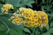 Buddleia davidii weyeriana "Honeycomb",letnji jorgovan zut cvet