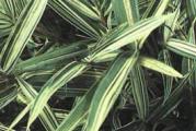 Sadnica.Veoma dekorativni listovi zeleni sa uzdužnim belim prugama oblika karakterističnim za sve bambuse .Najviše mu odgovara polusenovit položaj . Visina koju dostiže je od 30 do 50 cm pa stoga spada u patuljaste vrste bambusa . Listovi su zimzeleni . Biljka je zasađena u saksiju 13 cm . 
