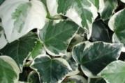 Sadnica,listovi zeleno-beli,pogodan za sadnju na zasticeno mesto ili blagu klimu.Biljka je zasadjena u crnu kesu namenjenu za sadnju.