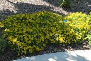 Sadnica. Cvet  žute boje. Patulastog je rasta , visine oko 30 cm . Voli sunce ili polusenku.   Biljke se nalaze u saksiji prečnika 12 cm .