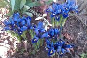 Sadnica,visina oko15cm,suncan polozaj,cveta u prolece ,cvet je nebo-plave boje.Biljka je zasadena u saksiju.
