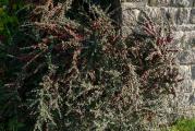 Sadnica , ova vrsta kotonastera se razlikuje od ostalih po tome sto su mu listici sitniji , elipsasti , sjajni ,tamno zelene boje . Listopadan je i dostize visinu od 50 - 70 cm . Cveta u prolece sitnim belim cvetovima , karakteristicnim za sve kotonastere , da bi u kasno leto formirali crvene bobice koje ostaju na granama u zimskom periodu i doprinose lepoti ovog ukrasnog zbuna . Moze se saditi na suncana ili polusenovita mesta . Biljka je zasadjena u kontejner ( crna kesa namenjena za sadnju biljaka ).