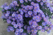 Sadnica.visina oko 30cm,spada u nize astere,cvet plave boje ,cveta od avgusta do oktobra,voli suncan polozaj.Biljka je zasadjena u saksiju prečnika 12 cm .