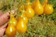 Cherry žuta kruška je visoka sorta paradajza sa sitnim plodovima žute boje.Plodovi su mase kao kod čerija 10-150 g.Veoma je otporna biljka na bolesti,te ostaje zeleno do kraja vegetacione sezone,sa ili bez hemijske zaštite.Plod je ukusan i sladak.