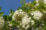 brzorastuće drvo cveta u proleće belim mirisnim cvetovima koje pčele obožavaju jer je vrlo medonosno