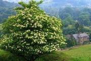 niski žbun ili drvo koje cveta vrlo lepim mirinim belim cvetovina koji se korite u farmaciji i kao čaj protiv prehlad 