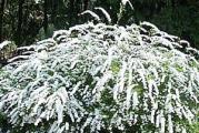 niska bela sitna spirea cveta rano odmah posle snega bez listanja 
svet je sitan bele boje posut niz celu dužinu grana 