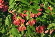 vrlo retko drvo listopadne vrste divnih listova i prelepe forme 
vrlo je otporno na sve uslove i dekorativno za velike bašte parkove drvorede 
u jesen ima divno crvenkasto semenje koje ga krasi