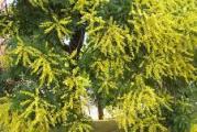 listopadna vrsta drveta koje cveta žutim medonosnim cvetićima iz čijeg cveta nastaju mali blončići slični lampionima tako da se drvo i zove +lampion drvo 
seme je sveže 