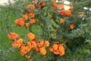 dekorativni zbun pogodan za zive ograde i kao pojedinacna biljka radza narandzaste plodove 