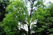 listopadno drvo visoke forme  sadnice su vličine oko 1m 