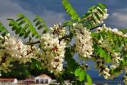 visoko brzorastuće drvo bodljikavih grana 
cveta belim grozdastim mirisnomedonosnim cvetovima od kojih pčele prave najlepši med 
inače drvo se koristi najviše za ogrev ali i za idustrijsku preradu 
