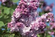 Niže bastensko drvo,cveta ljubičastim duplim cvetićima koji su supljeni u veći klast,tako čineći cvet elegantnim i veoma mirisnim,