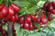 nisko listopadno drvo vrlo otporno na sve uslove radja vrlo zdrave plodove koji su prepuni vitamina i koriste se za pravljenje sokova i dzemova 
sadnica je oko 60 cm 