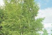 ukrasno drvo bele kore stabla sa vitkim visećim granama na kojima trepere srcoliki listići 