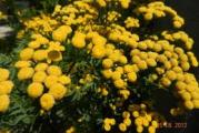 lekovita biljka žutih cvetova,visin rata je oko 1,2m