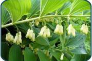 niska višegodišnja korenasta perena lekovita i vrlo lepa 
prelepih listova lkiji mogu da služe kao dekoracija u buketima
