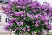 Nisko drvo ili žbun cveta klasastim cvetovima koji su vrlo mirisni
Ljubičaste boje