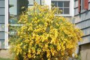 niski žbun ili niže drvo cveta rano u proleće pre listanja bilje  vrlo je lepo i dekortivno  boja intezivno žuta   otporno na sve uslove 
