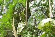 visegodisnja zeljasta biljka jestivih listova prepuna vitamina