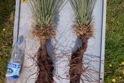 Prodajemo sadnice Zimootporne "Yucca Elata -23C" idealna yucca za kamenjare i bašte kako raste stvara visoko stablo oko 3-4 m ne stvara izdanke iz korena.prilikom kupovine dobijate uputstvo za gajenje.
CENA 1 sadnice: 5000 DIN