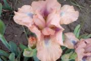 Patuljasta perunika 

Perunika je visegodisnja rizomasta biljka iz porodice Irisa. Godinama je jedna od najcescih bastenskih biljaka, bas zbog svojih cvetova koji su raznovrsnih boja i zanimljivih oblika.  
Popularna je i  zbog otpornosti na susu, bolesti i stetocine.
Veoma se lako gaji i odrzava. Rizomi se sade plitko, skoro da vire. Vole suncane do polusuncane polozaje u basti.
Cvetaju od aprila do juna. Visine rasta oko 25 cm.
Pogodne su i za vikendice jer ne traze stalnu paznju i zalvanje. Rizomi se brzo bokore i ne mrznu.

Kupujete jedan rizom.