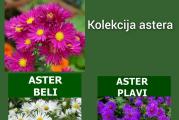 U prodaji rizomi astera. 
Aster je visegodisnja biljka koju odlikuje dug period cvetanja. Vase dvoriste ce ukrasavati krajem leta i tokom jeseni. Visine rasta oko 70 cm.
Asteri se veoma lako gaje i odrzavaju.
Njihov cvet dugo traje u vazi, pa  su pogodni i za bukete i cvetne aranzmane. 
U basti dobro podnose suncane i polusuncane polozaje.

Kupujete 3 rizoma, beli, roze i plavi