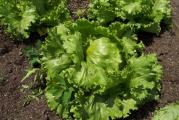 Seje se : Mart-April mesec
Dalmatinska Ledenka je zimska salata kristalka krhkih listova. Glave su tamno zelene, velike i tvrde. Sjeme klija oko 7 dana. Dobri su susjedi salati kupusnjace, krastavci, rotkvica, celer, rajcica, a loš peršin.
Prodaje se : 20 semena 