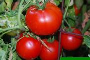 U DNU OVE STRANE SU SVI MOJI OGLASI

Ovaj paradajz je nizak rastom,mnogorodan, pravi zbun i plodovi su izuzetno krupni, cvrsti i jako ukusni. 
Toplo ga preporucujem svima koji imaju male baste i zele da imaju paradajz u basti. U odnosu na ostale sorte otporniji je na susu kao i na bolesti paradajza.

Seje se od marta do maja meseca.


Prodaje se 10 semena