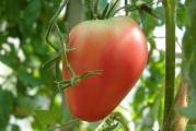 U DNU OVE STRANE SU SVI MOJI OGLASI

Ovaj paradajz je authotona sorta iz Slovenije. Paradajz je oblika srca i razlikuje se od nase sorte po ukusu. Izuzetno je rodan, pa ga preporucujem  svima koji imaju male baste i koji se bave organskim uzgojem povrca.

Prodaje se 10 semena