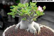 Adenium arabicum /RCN/ - paket sadrzi 5 semenki