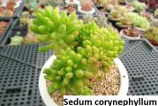 Sedum corynephyllum - paket sadrzi 20 semenki