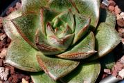 Echeveria purpusorum - paket sadrži 20 semenki