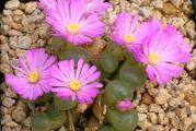 Conophytum lydiae- paket sadrzi 20 semenki