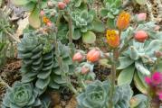 Echeveria turgida - paket sadrzi 20 semenki