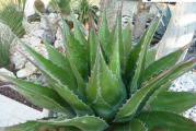 Agave montana - paket sadrzi 10 semenki